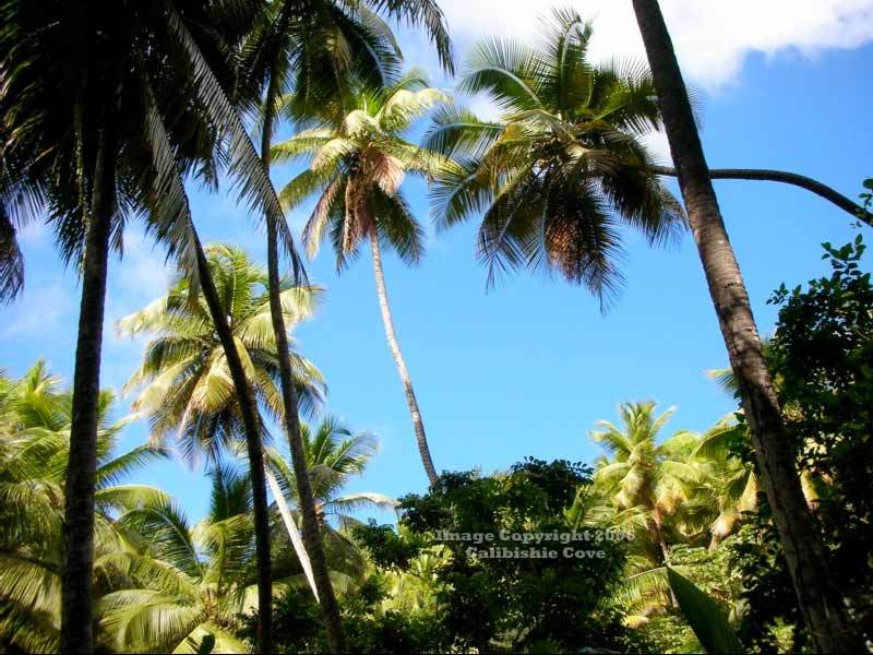 Hotel Calibishie Cove Esterno foto